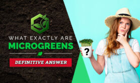 What Are Microgreens?