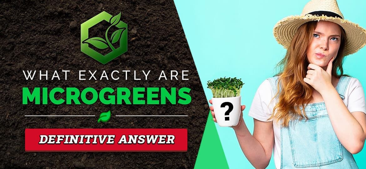 What Are Microgreens: 1 Definitive clear-cut answer!