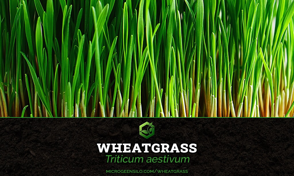 Wheatgrass Triticum aestivum Microgreen Information Thumbnail