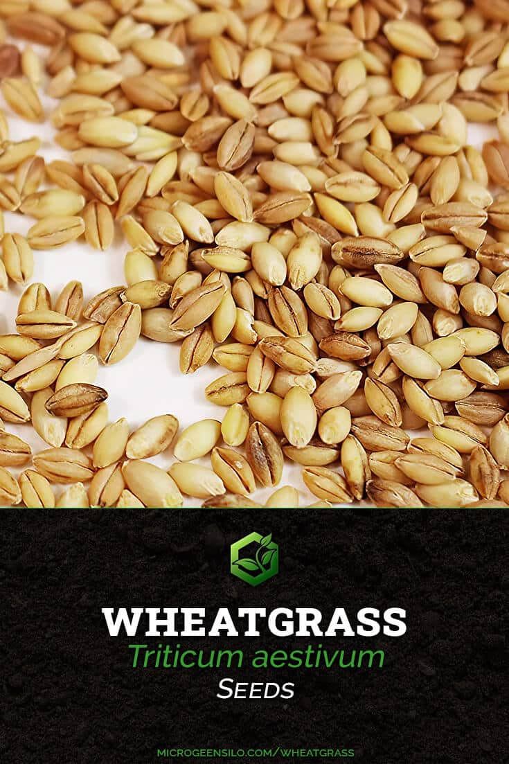 Wheatgrass Triticum aestivum Seeds