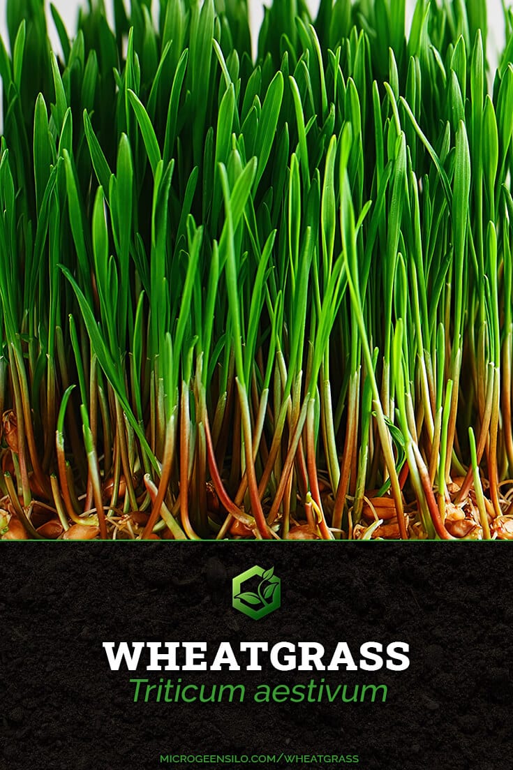 Wheatgrass Triticum aestivum