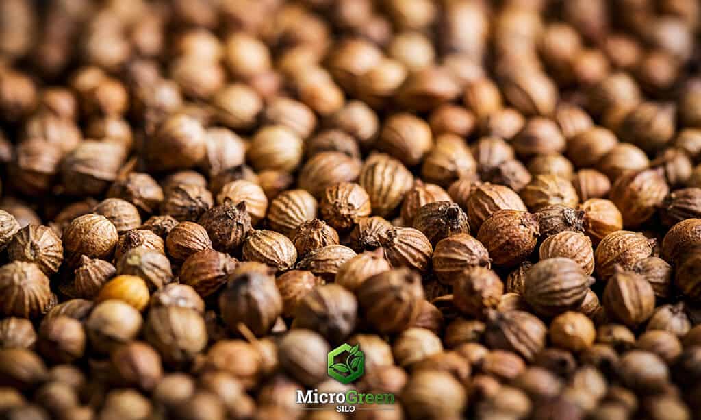 Macro photo of Cilantro Coriandrum sativum seeds