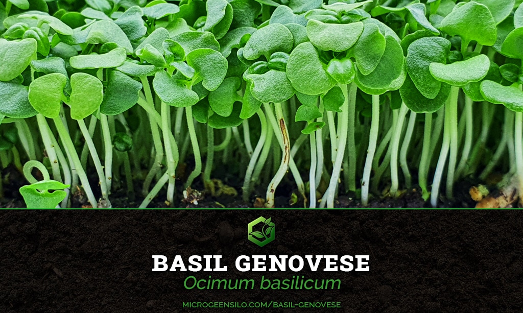 Basil Genovese Ocimum basilicum Microgreen Information Thumbnail