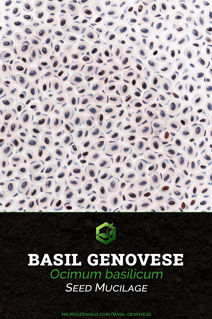 Basil Genovese Ocimum basilicum seed mucilage