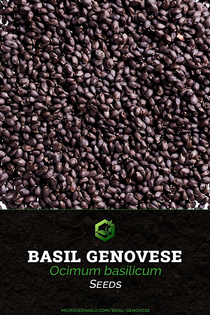 Basil Genovese Ocimum basilicum seeds