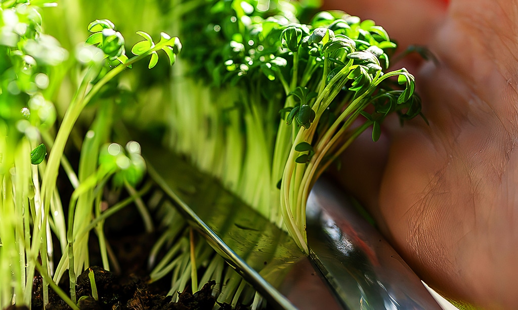 Hands harvesting watercress micorgeens