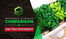 Microgreens vs Sprouts: A Comprehensive Comparison