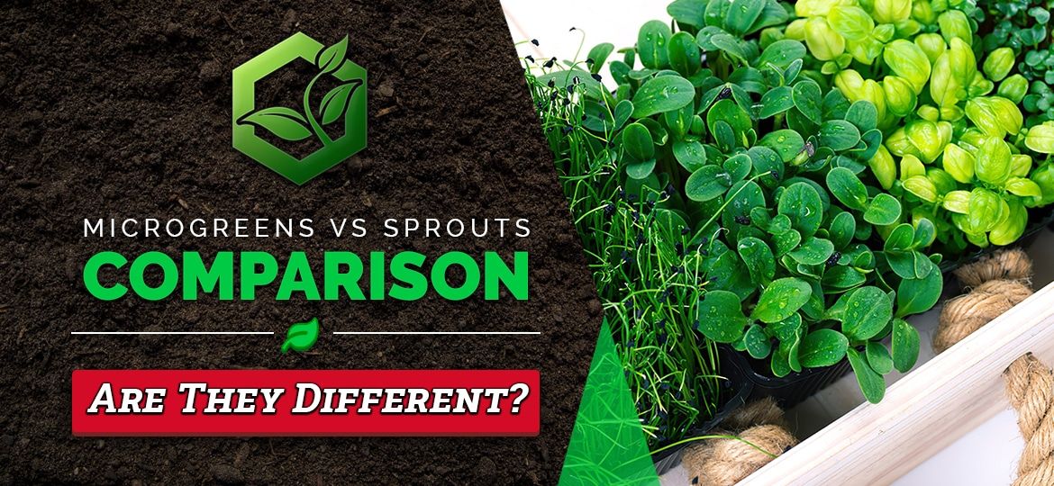 Microgreens vs Sprouts - A Comprehensive Comparison