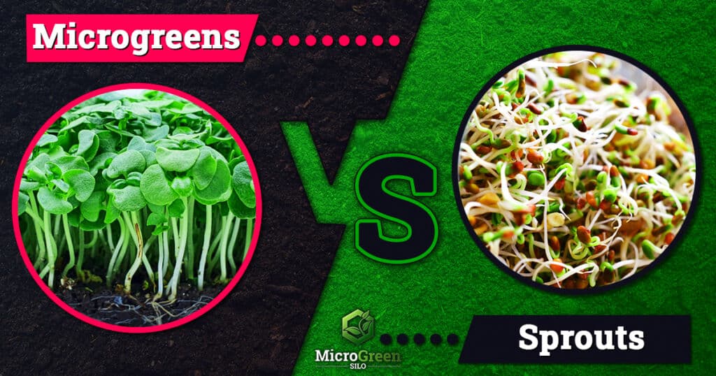 microgreens vs sprouts