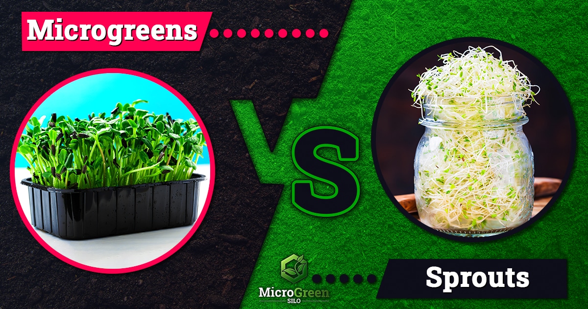 Microgreens vs. Sprouts Cultivation