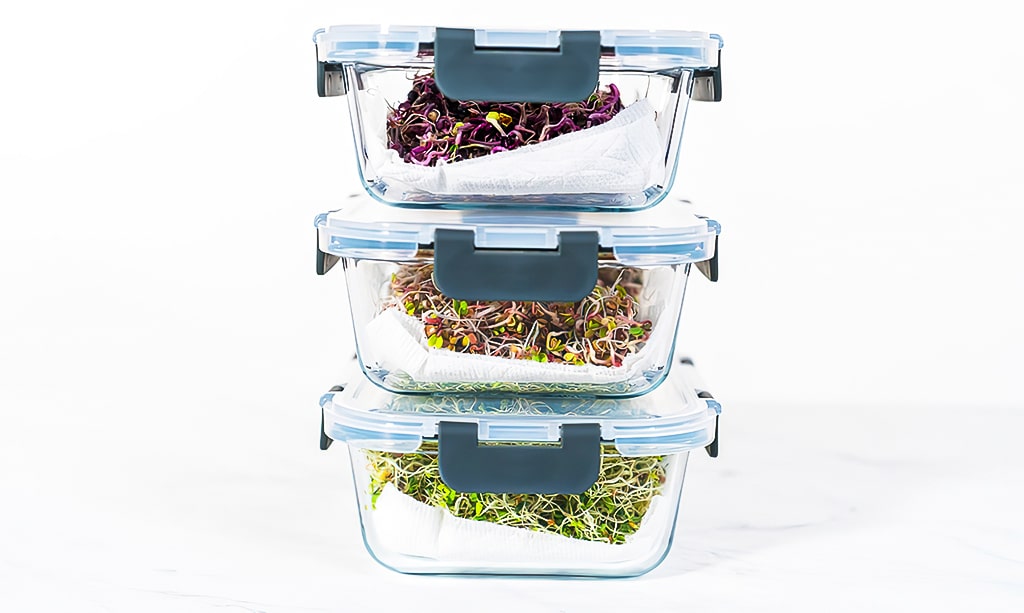 Packaging harvested sprouts into a glass container lined with paper towels.