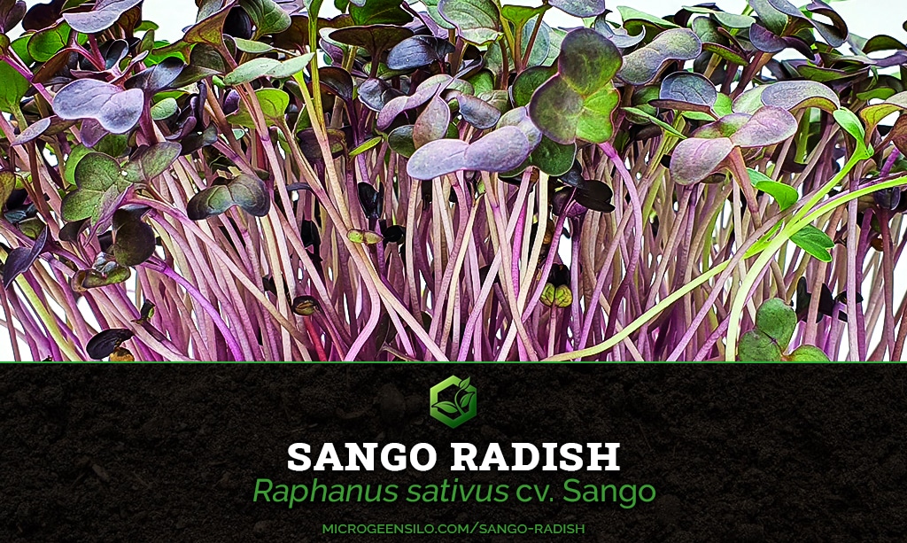 Sango Radish Raphanus sativus cv. Sango Microgreen Information Thumbnail