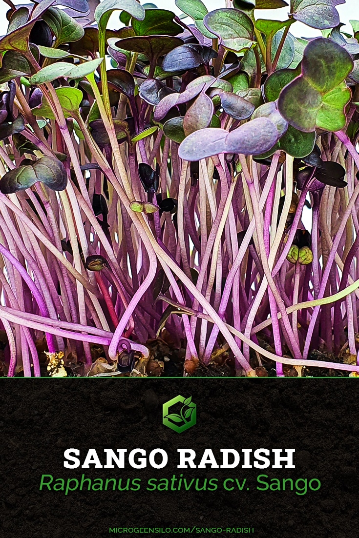 Sango Radish Raphanus sativus cv. Sango Microgreen Silo Information Card