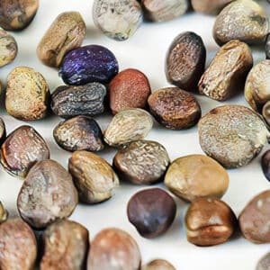 Close up of Sango radish seeds