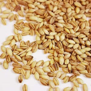 Close up of barley grass seeds