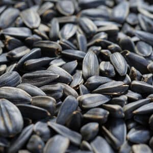 Close up of black oil sunflower seeds