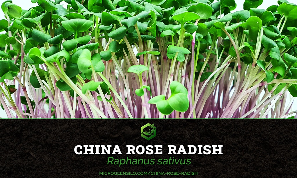 china rose radish Raphanus sativus Microgreen Information Thumbnail
