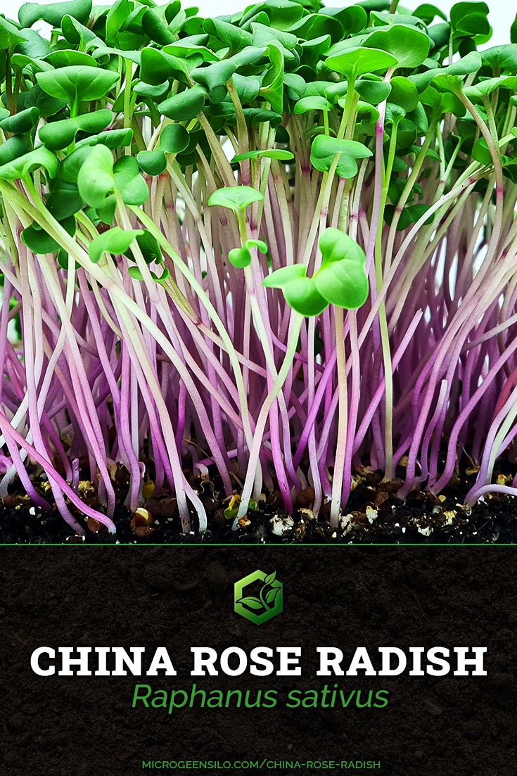 china rose radish Raphanus sativus Microgreen Silo Information Card