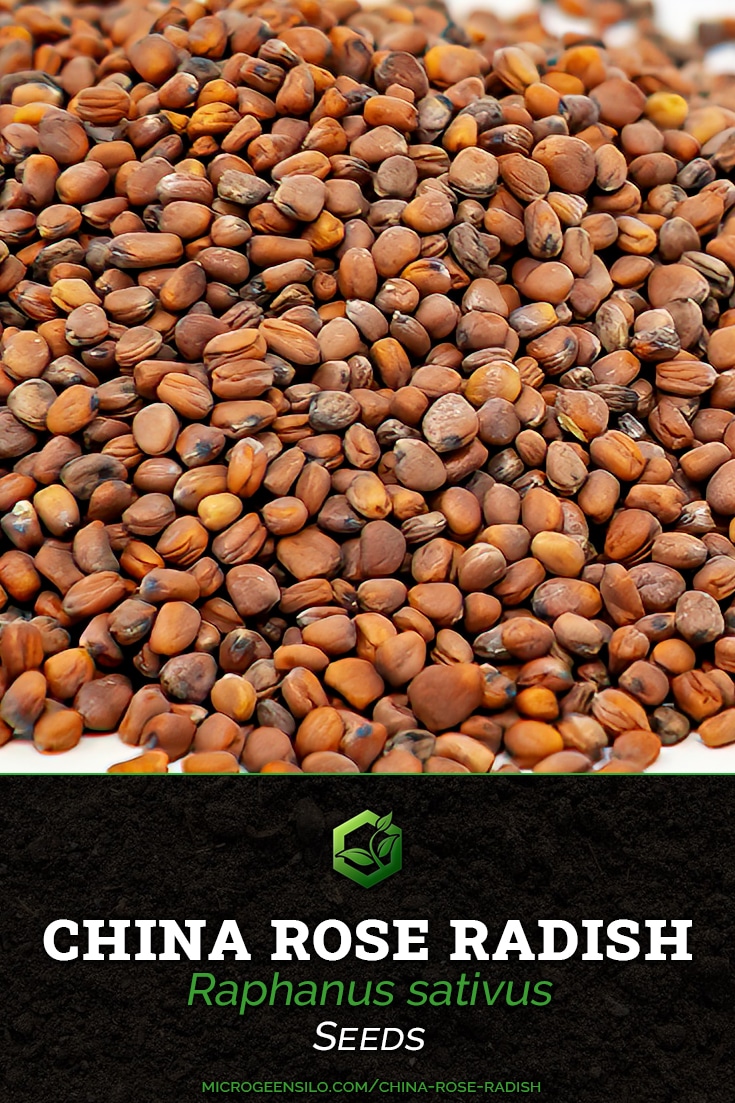 china rose radish Raphanus sativus seeds