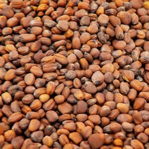 Close up of China Rose Radish seeds