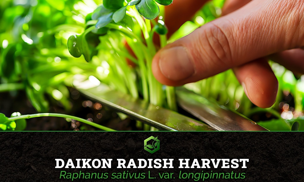 daikon radish microgreen harvest Raphanus sativus L. var. longipinnatus