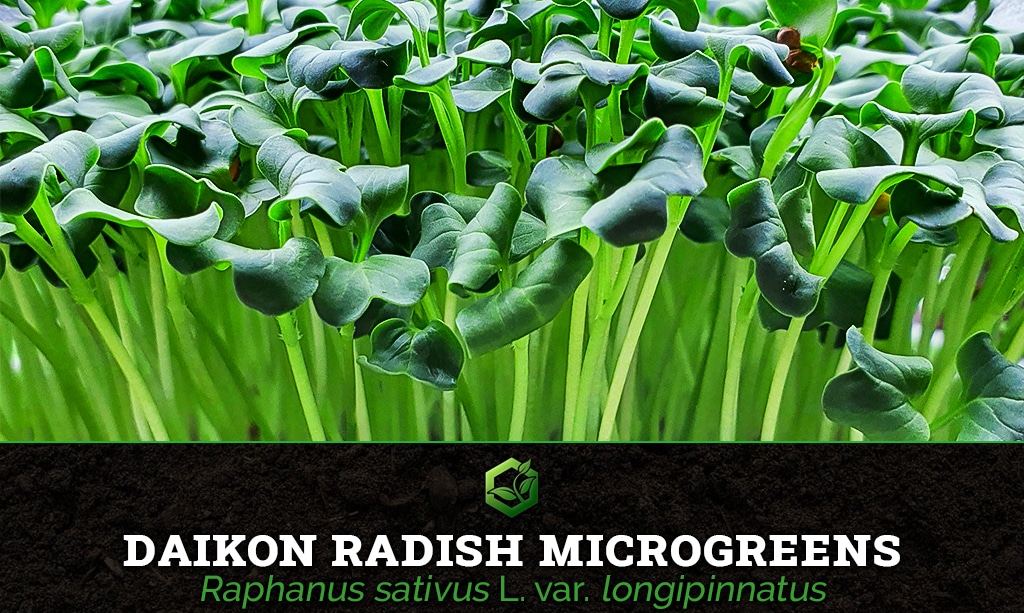 daikon radish microgreens Raphanus sativus L. var. longipinnatus