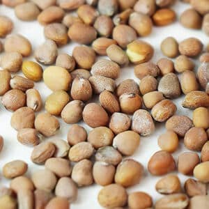 Close up of daikon radish seeds