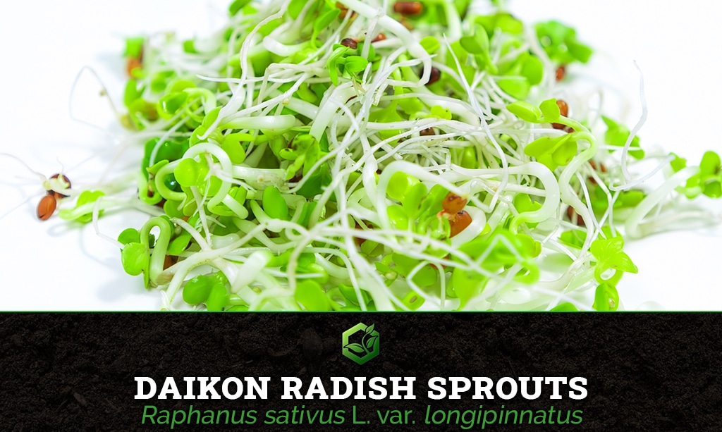 daikon radish sprouts Raphanus sativus L. var. longipinnatus