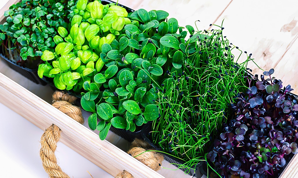 Mixed micro greens in growing trays in a white wooden box.