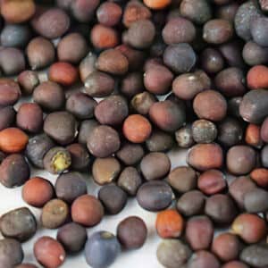 Close up of purple kohlrabi seeds