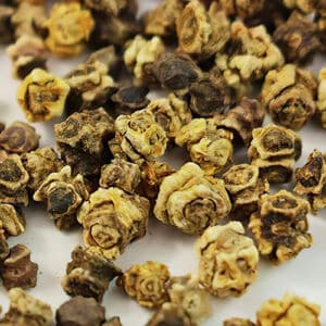 Close up of swiss chard seeds