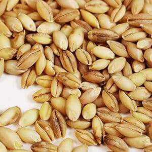 Close up of wheatgrass seeds