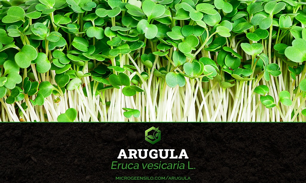 Arugula Eruca vesicaria L. Microgreen Information Thumbnail