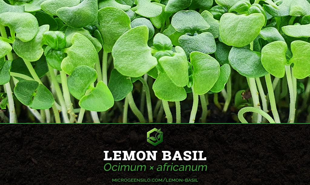 Lemon Basil Ocimum × africanum Microgreen Information Thumbnail