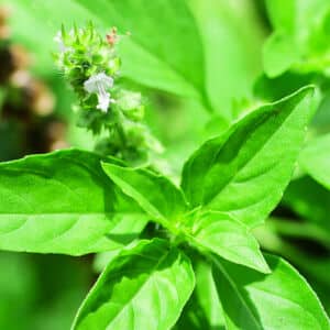 Lemon Basil Ocimum × africanum close up macro photo