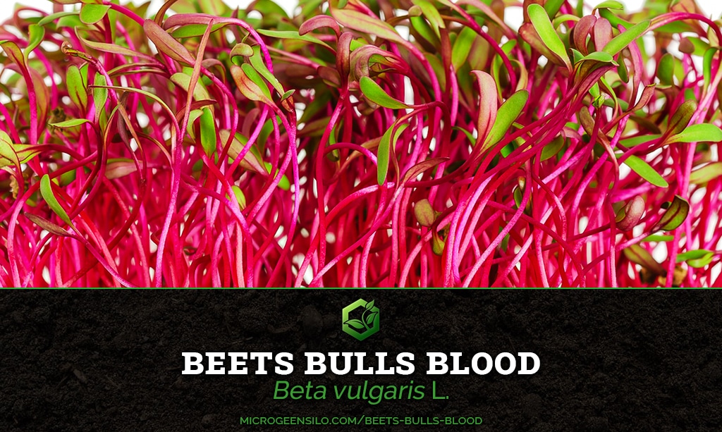 Beets Bulls Blood Beta vulgaris .L Microgreen Information Thumbnail