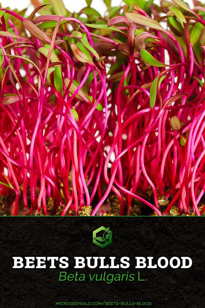 How To Grow Beets Bulls Blood Microgreens Quick & Easy