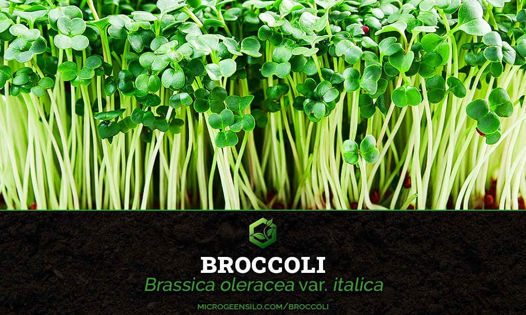 Broccoli Brassica oleracea var. italica Microgreen Information Thumbnail
