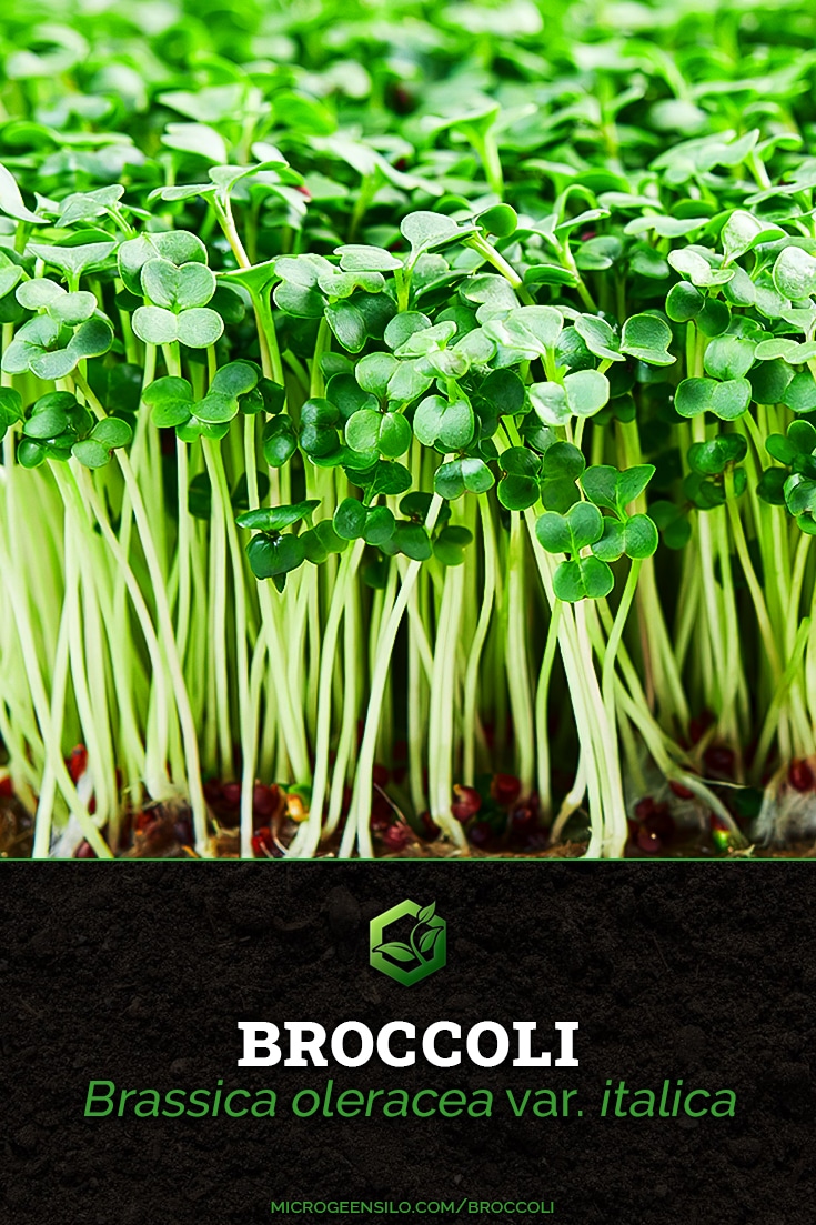 Broccoli Brassica oleracea var. italica Microgreens