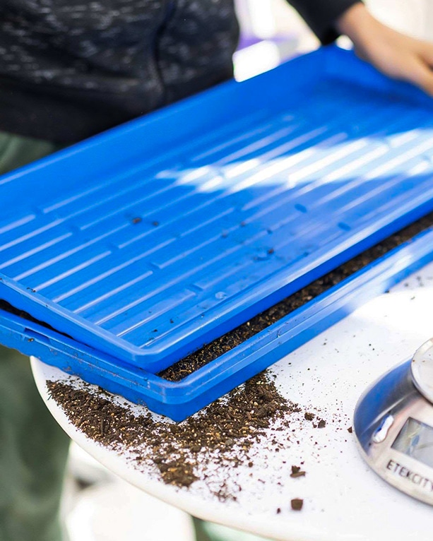 Man leveling soil with blue microgreen trays