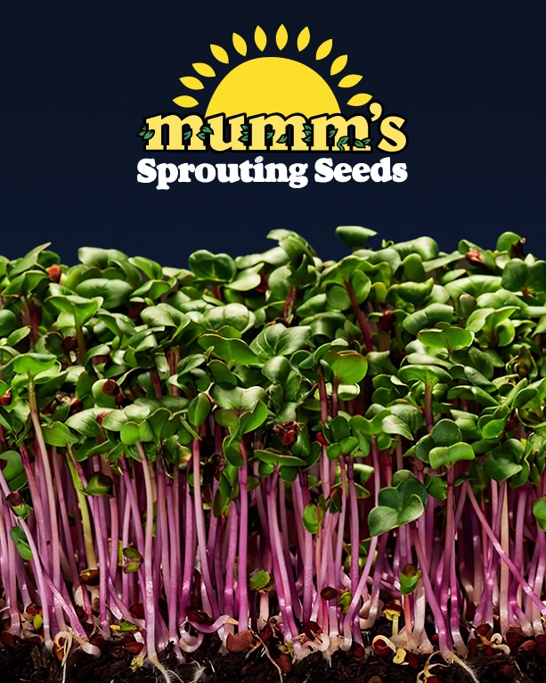Mumm's Sprouting Seeds Info Card