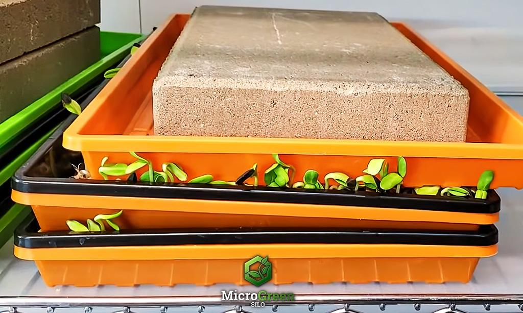 why microgreens need weight - orange seedling trays stacked with weight