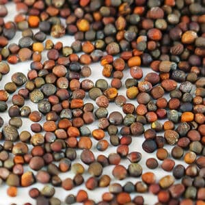 Marco photo of Broccoli Waltham seeds