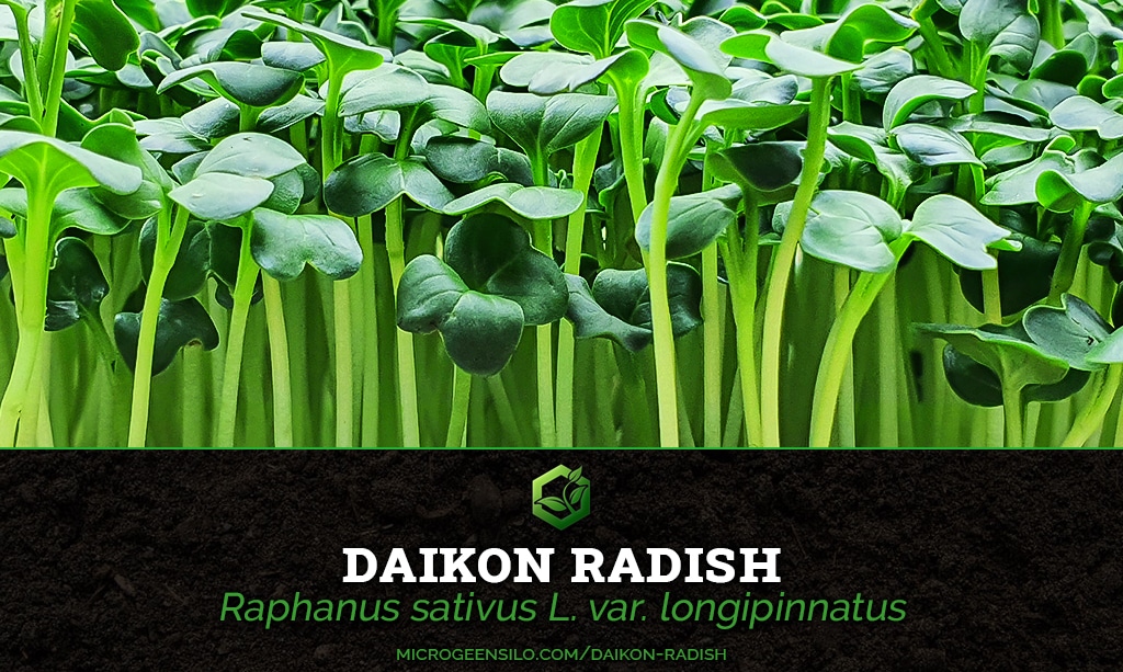 Daikon Radish Raphanus sativus Microgreen Information Thumbnail