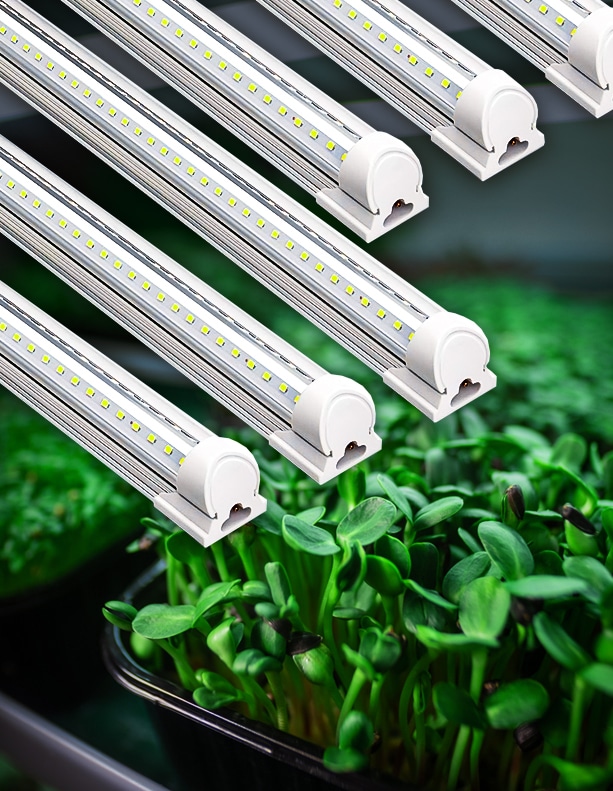 Barrina T5 Grow Lights over sunflower microgreens