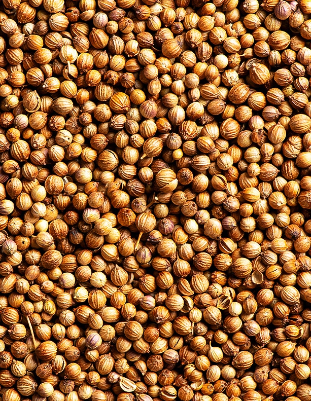 cilantro seeds close up