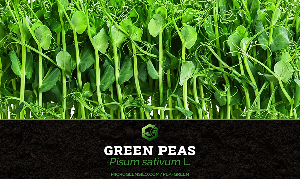 Green Pea Pisum sativum microgreens