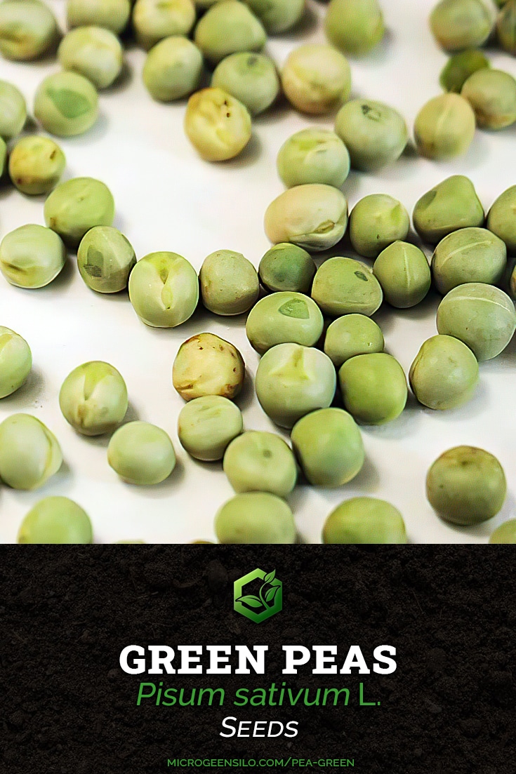 Green Pea Pisum sativum microgreen seeds