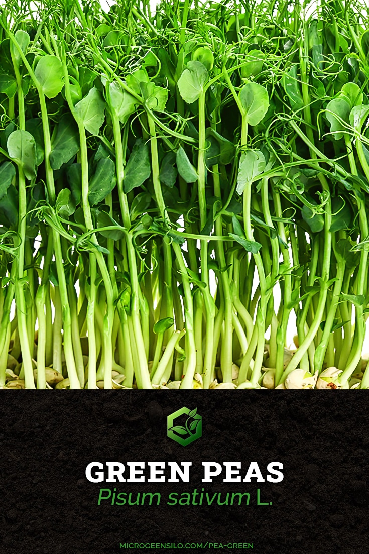 Green Pea Pisum sativum microgreens