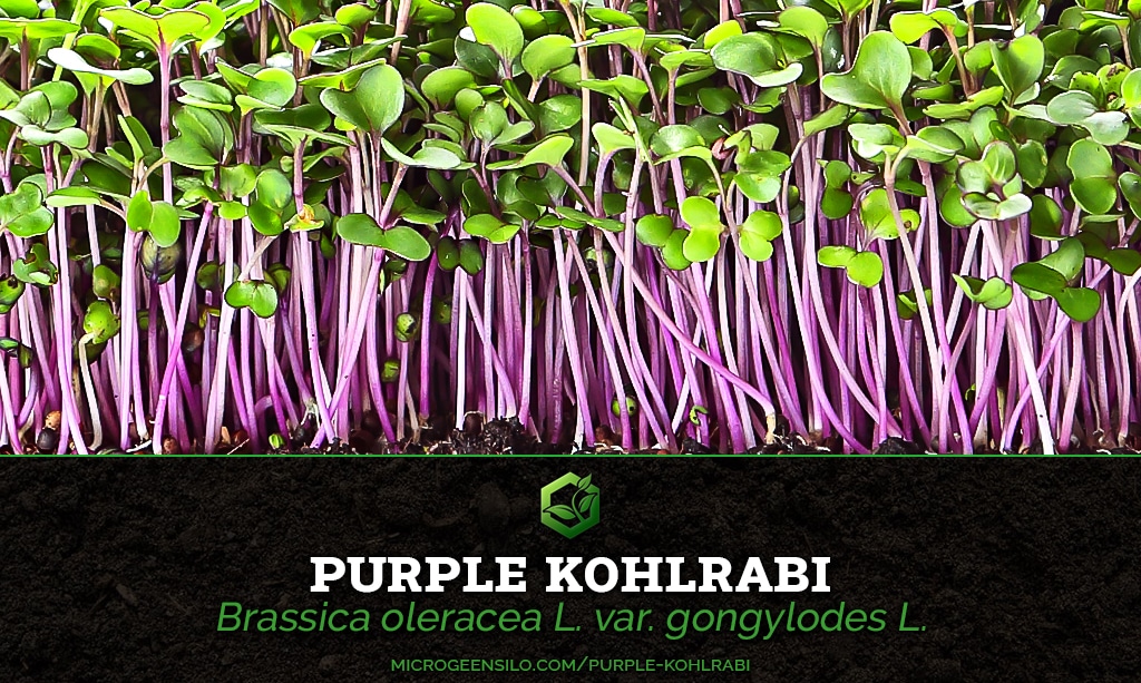 Purple Kohlrabi Brassica oleracea Microgreen Information card